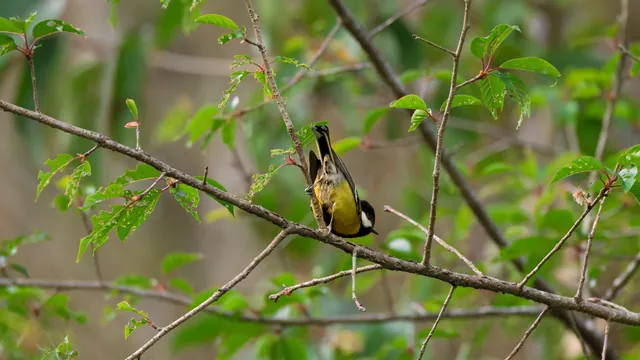 Green-backed Tit