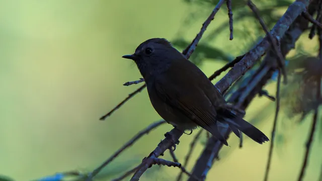 Female Himalayan Bluetail