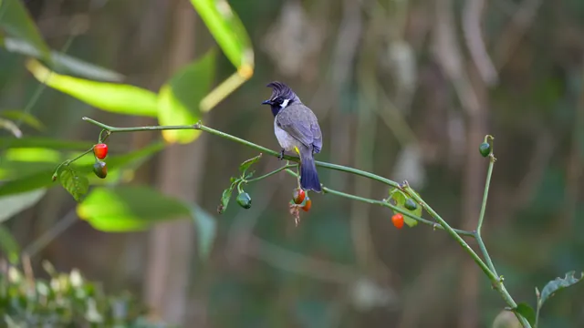 Himalayan Bulbul