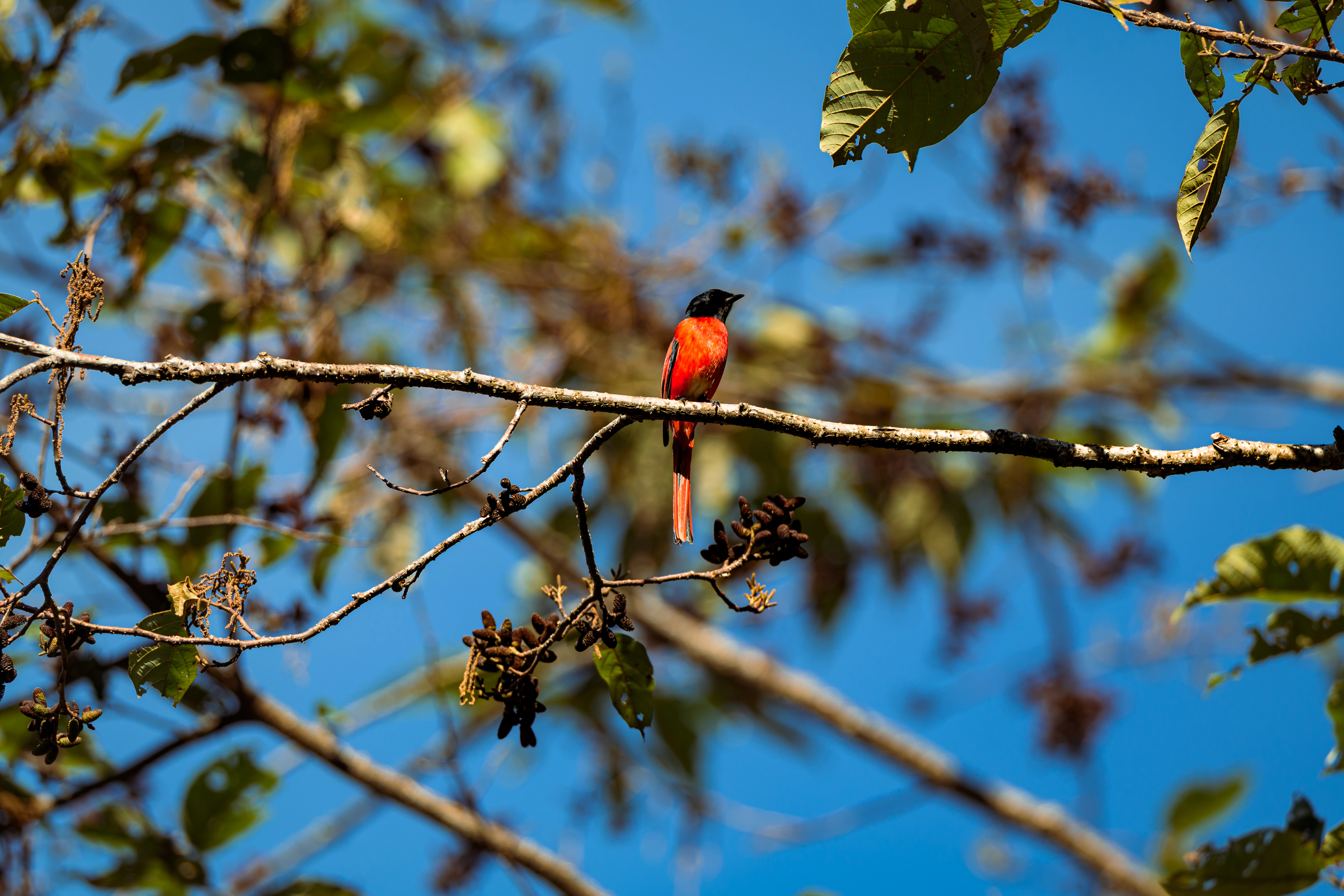 Scarlet Minivet